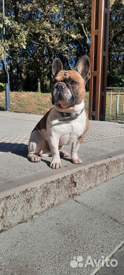 Вязка кобель