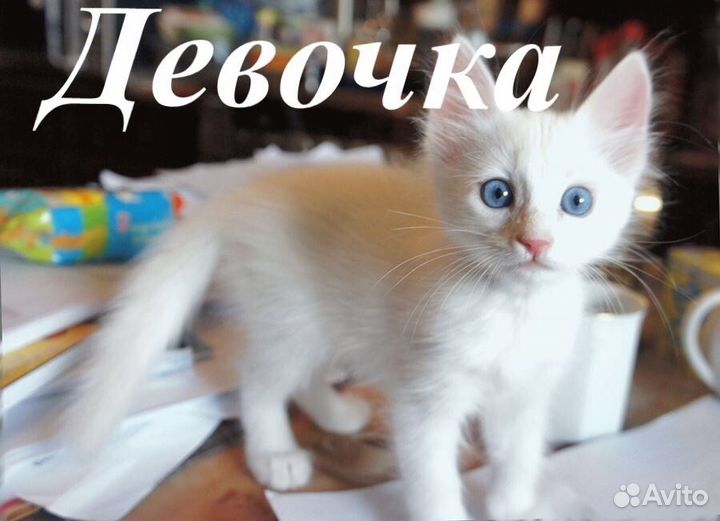Котята бесплатно