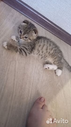 Кошка британская в дар