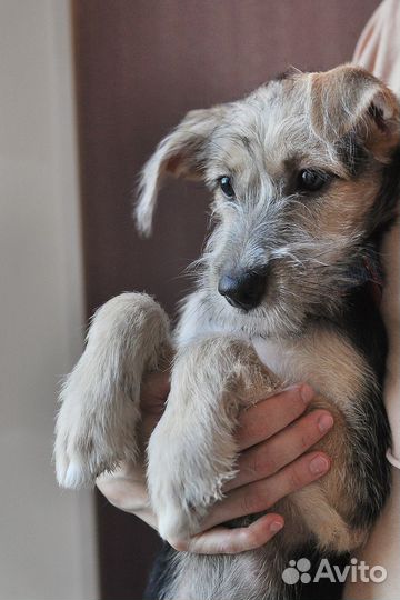 Борода, очаровательный щенок в добрые руки