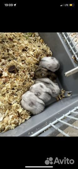 Джунгарский хомяк