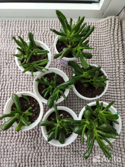 Крассула Коралл