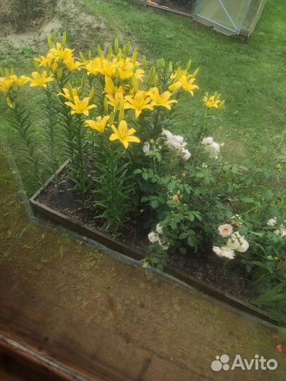 Лилии восточные сорт Биг Бразер