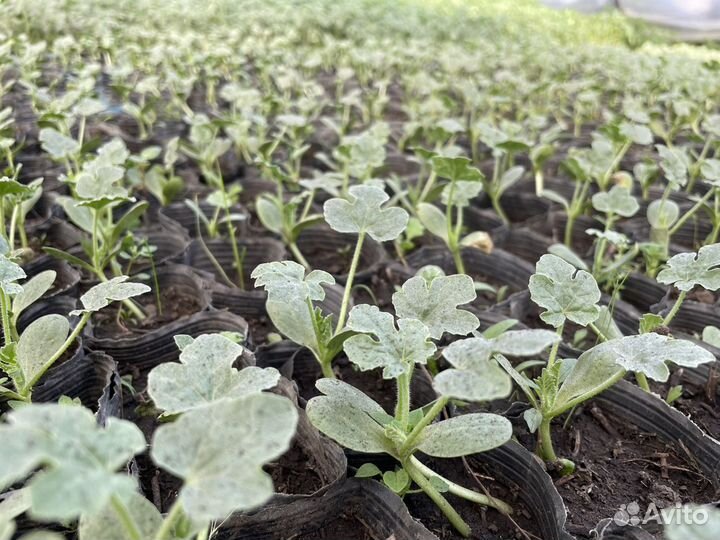 Рассада овощей и цветов. Теплицы кск