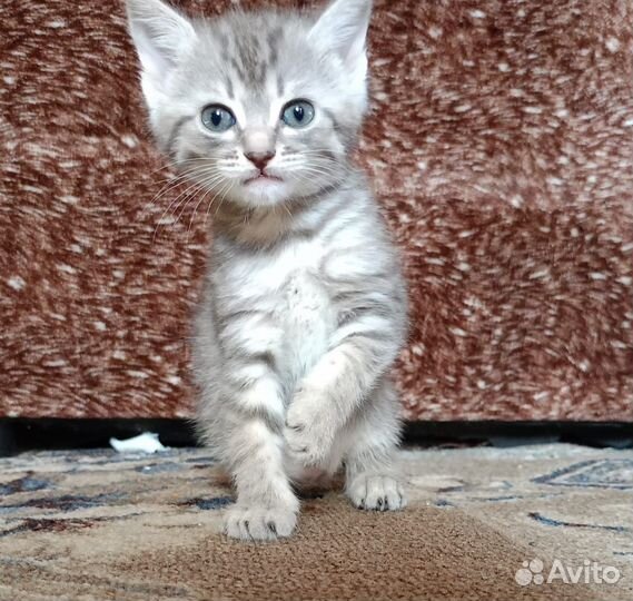 Продам котят