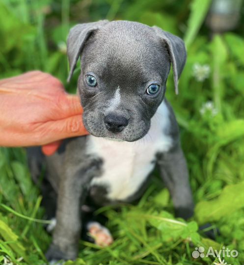 Американский булли покет