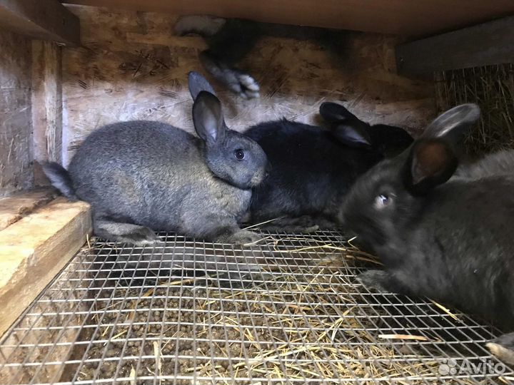Кролики мясных пород