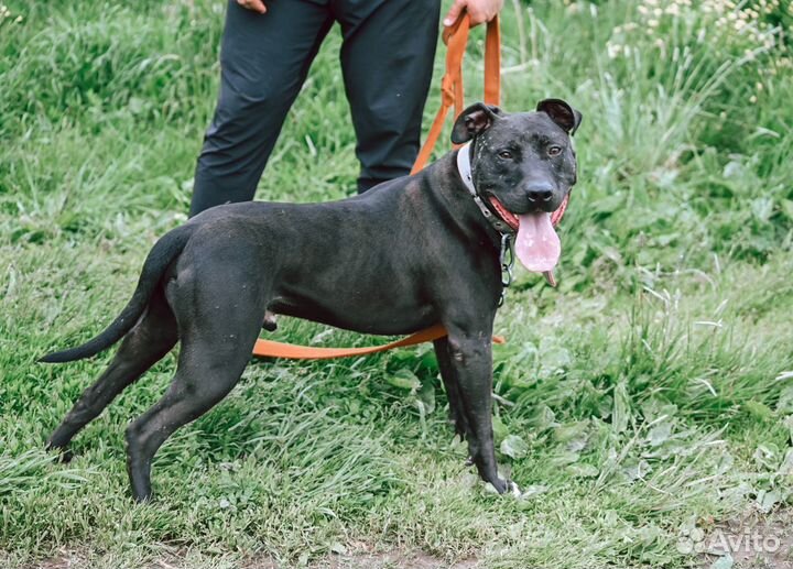 Питбуль Тэги бесплатно