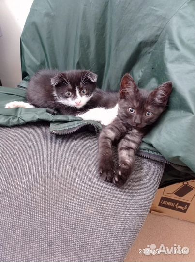 Котята в добрые руки даром бесплатно