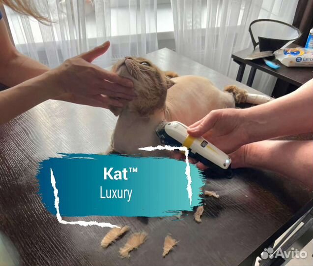 Стрижка кошек с выездом на дом. Грумер