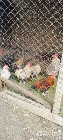 Продам молодых петухов