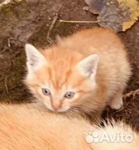 Котята в добрые руки бесплатно