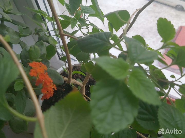 Гибискус сортовой лантана