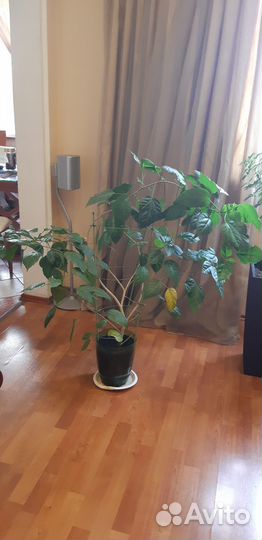 Гибискус китайская роза дерево