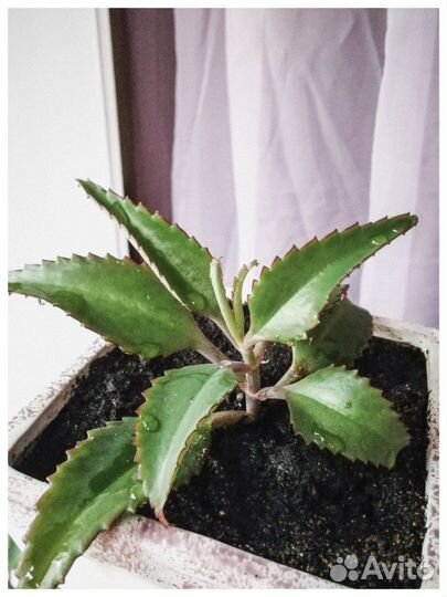 Каланхоэ Дегремона лечебный