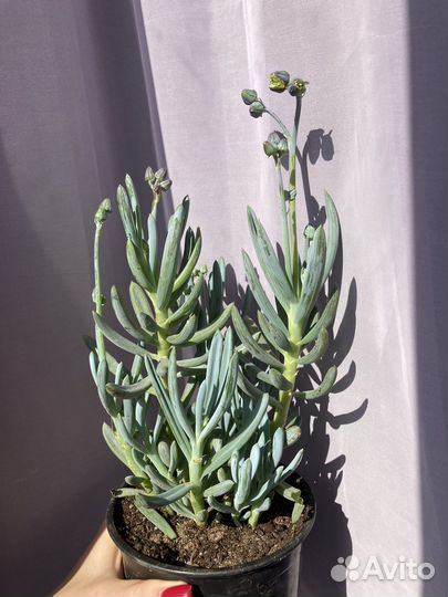 Суккуленты