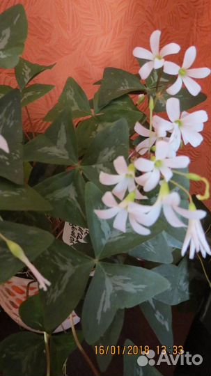 Востребованный цветок оксалис