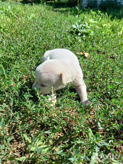 Щенок в дар