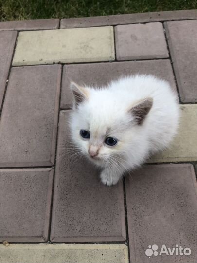 Котики бесплатно