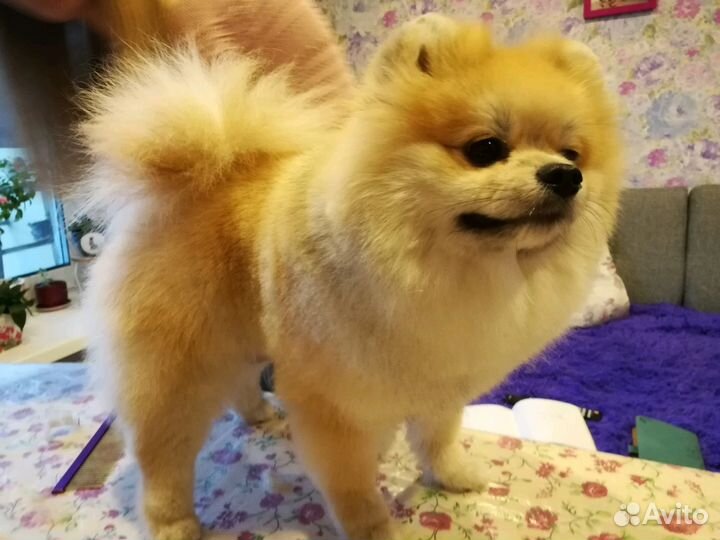 Стрижка собак