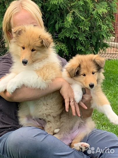 Зима самое время заводить щенка