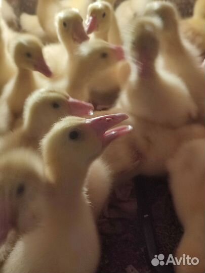 Цыплята бройлеры, несушки,петушки,утята,гусята