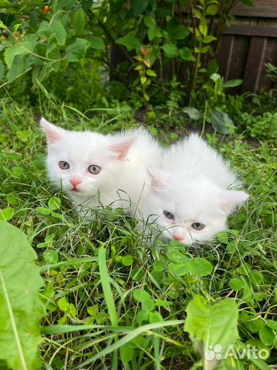Котята-белоснежки