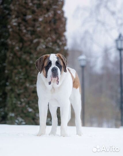 Сенбернар вязка