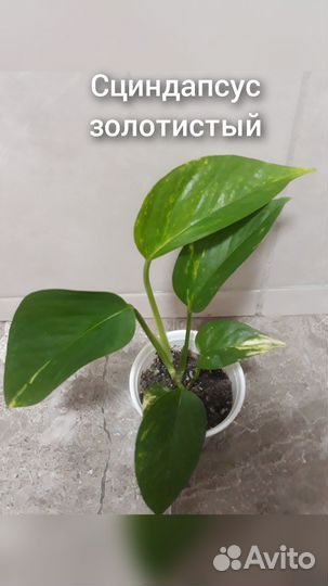 Комнатные цветы разные