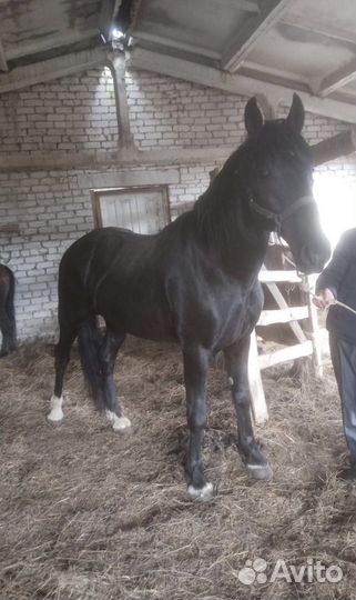 Продается жеребец