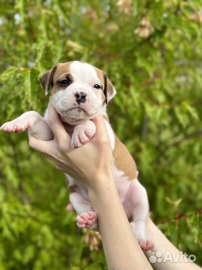 Американский стаффордширский терьер- мальчик