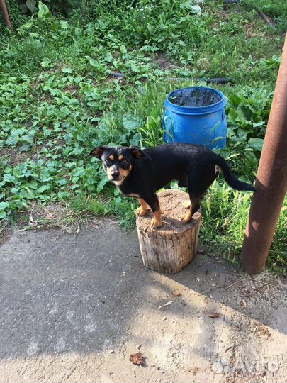 Щенки в добрые руки