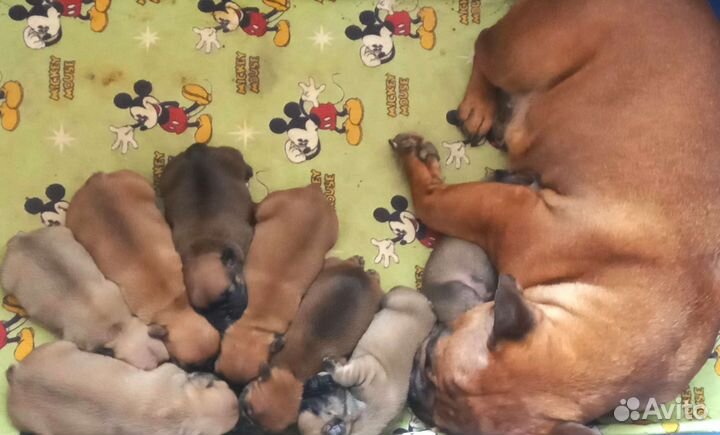 Яркие щенки Французский бульдог