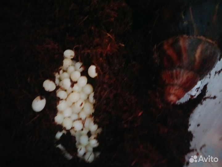 Улитка ахатина родила отдаю яйца