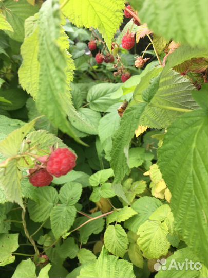 Малина сорт карамелька