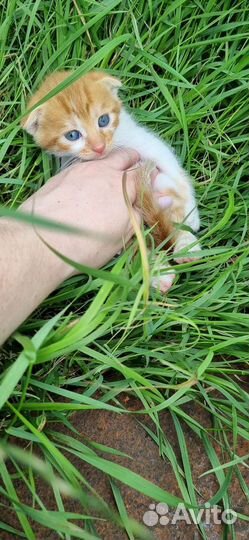 Котята вислоухие