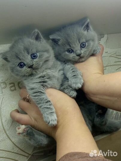 Британские котята