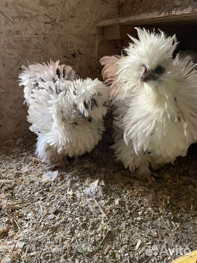 Цыплята китайской шелковой, инкубационное яйцо