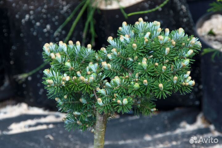 Пихта карликовая Доктор Шкутко