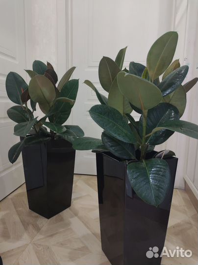 Фикус эластика робуста 3 ствола