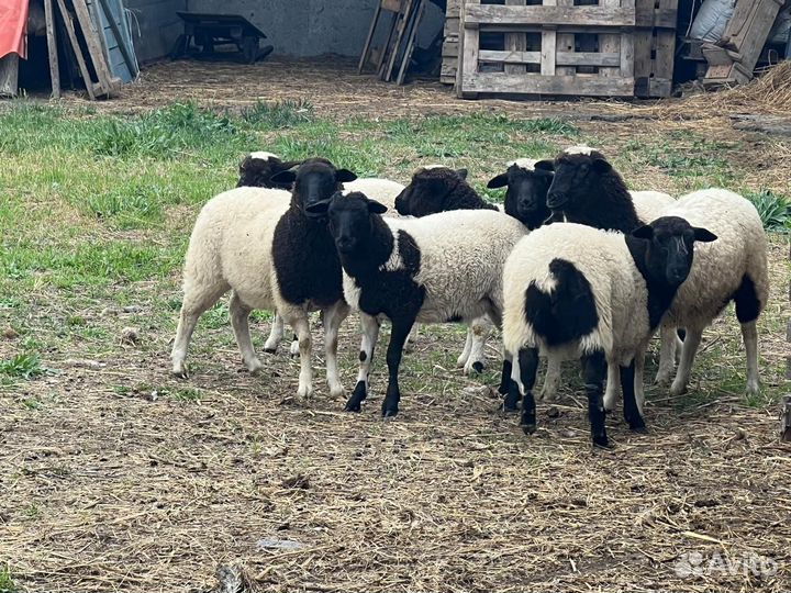 Овцы дорпер