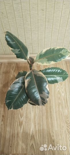 Фикус Белиз