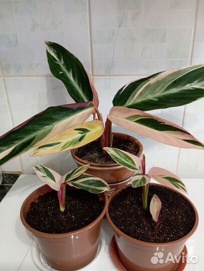 Строманта триколор