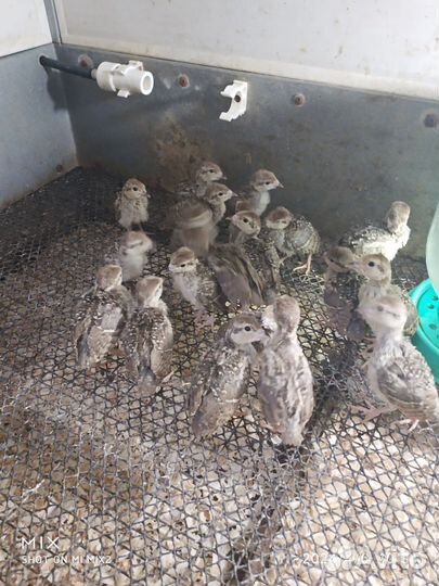 Кеклики (птенцы)