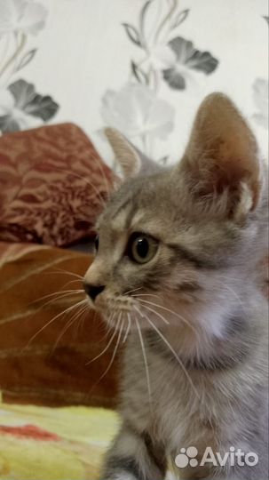 Шотландские прямоухие котята мальчики