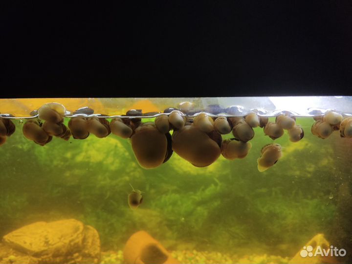 Улитки ампулярии