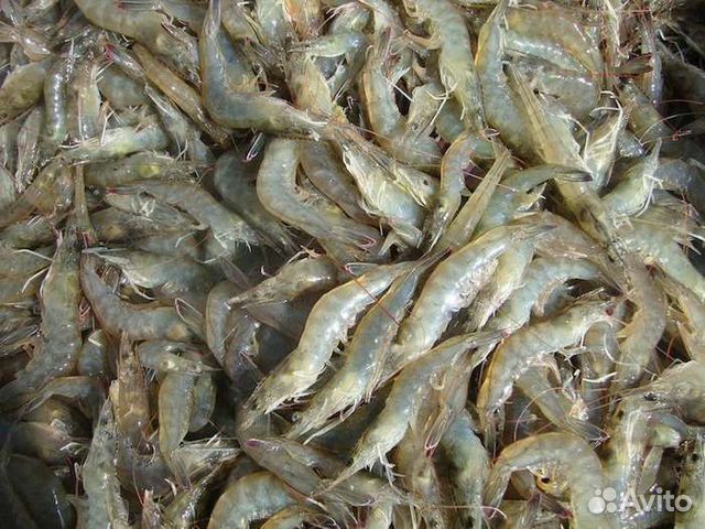 Сырые креветки и вареные фото Королевская креветка Ваннамей купить в Севастополе Товары для дома и дачи Авито