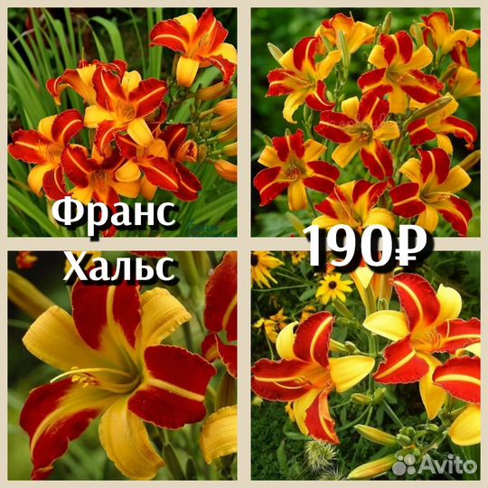 Лилейник 170