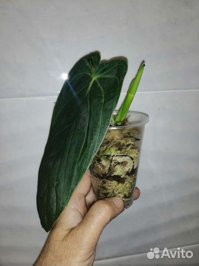 Филодендрон Меланохризум