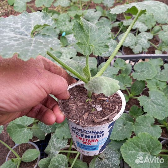 Рассада помидор, перца, баклажан, огурцов, базили